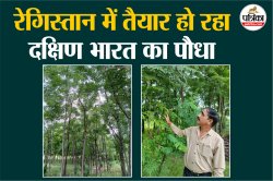 कैसे होती है ‘मालाबार नीम’ की खेती ? झुंझुनूं में रिटायर्ड फौजी ने तैयार किए 800
पौधे, लाखों में है कमाई - image