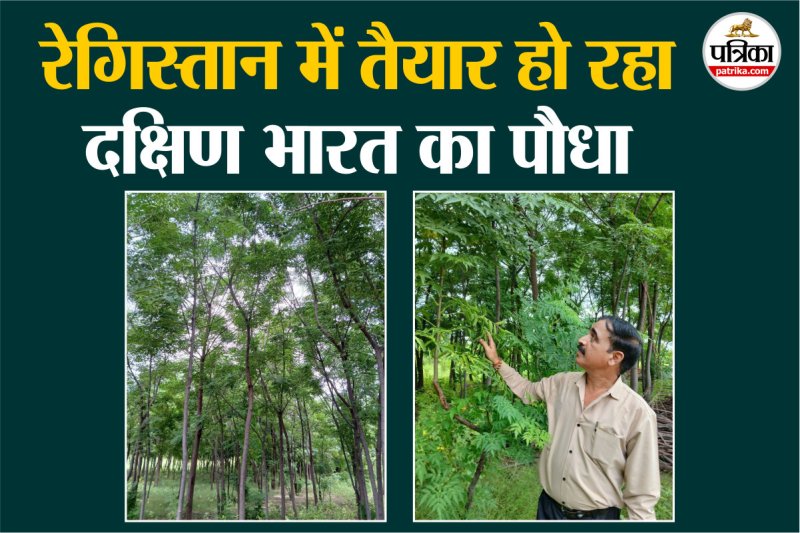 Cultivation of Malabar Neem