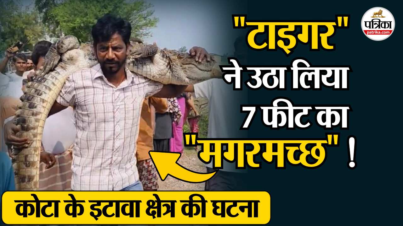 Crocodile Rescued 7 फीट लंबे मगरमच्छ को कंधे पर उठा लाया टाइगर, चंबल में छोड़ा