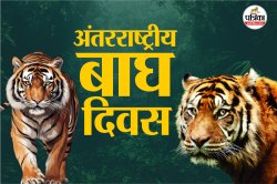 International Tiger Day: भारत में कितने बाघ हैं? जंगलों से बाहर निकलने पर मिल
रही मौत, जानें क्यों? - image