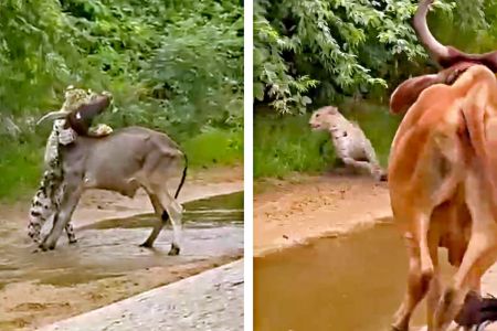 Leopard attacked a cow calf in Pali