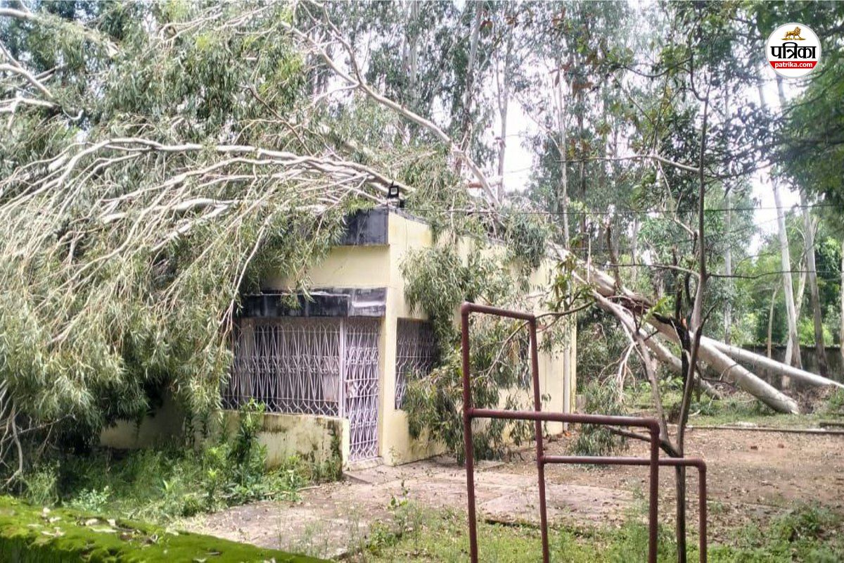 Trees fell on SECL quarters: तेज आंधी से पेड़ एसईसीएल के क्वार्टरों पर गिरे
पेड़, मकान क्षतिग्रस्त, बाल-बाल बचे लोग