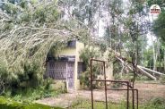 Trees fell on SECL quarters