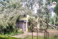 Trees fell on SECL quarters