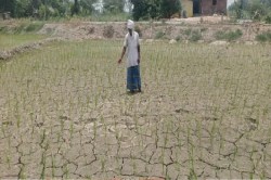 UP Agriculture: 29 जिलों में सूखे जैसे हालात, फसलें संकट में; देवरिया सबसे पीछे,
सरकार ने मांगी मदद - image