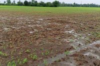 First the seeds got spoiled and now the roots of the crop started rotting due to continuous rain