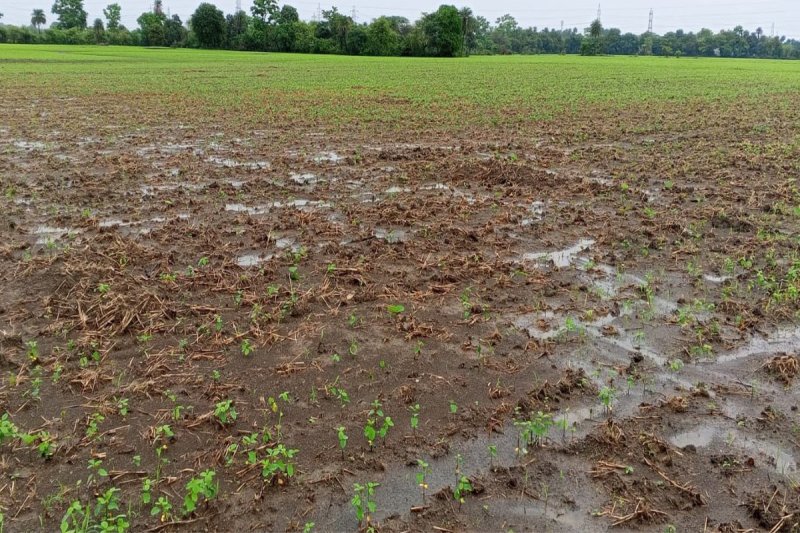 First the seeds got spoiled and now the roots of the crop started rotting due to continuous rain