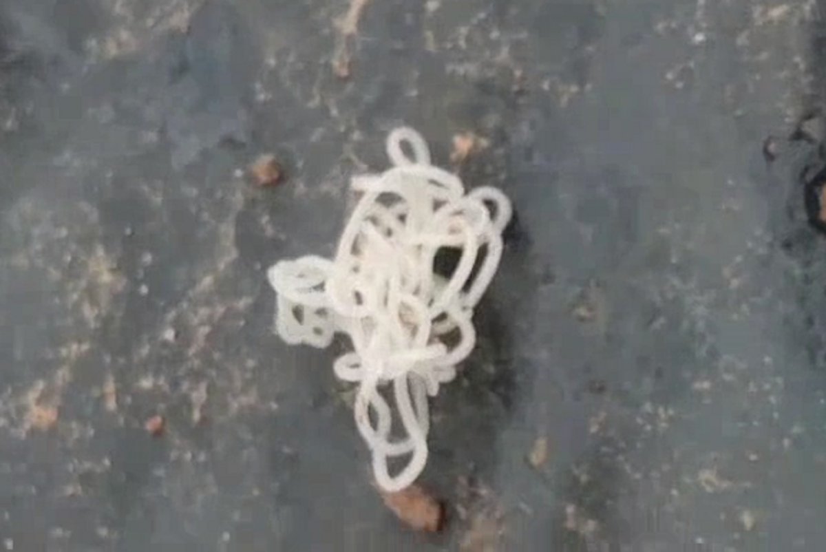 पन्ना के जंगल में मिला घोड़े के बाल जैसा कीड़ा, देखने उमड़े लोग