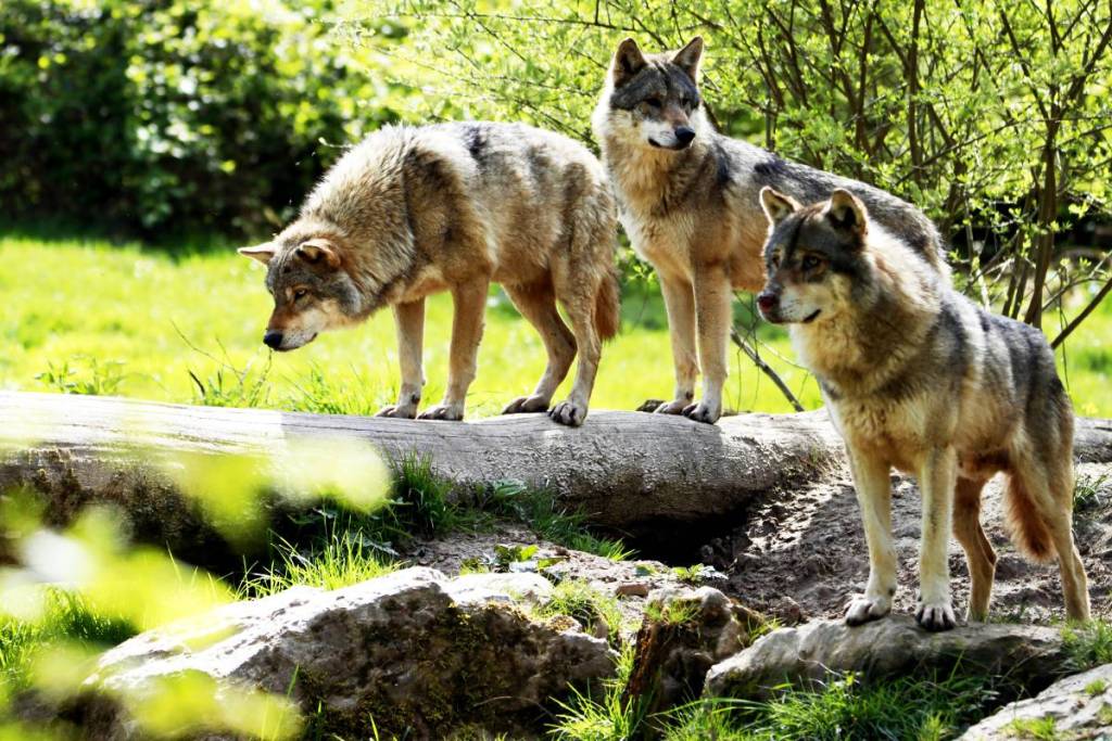 Wolf Radio Collar Tracking Project Nauradehi Wildlife Sanctuary MP