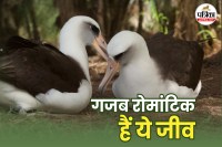 Romantic animals in the world, Top 5 romantic animals, Romantic animals, Romantic animals mate life,