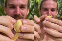 World's smallest banana, Smallest banana in the world, Mini banana variety, Tiny banana health benefits, Small banana from India, Yelakki banana benefits for skin, Yelakki banana benefits for weight loss, Yelakki banana side effects, Yelakki banana benefits for diabetes