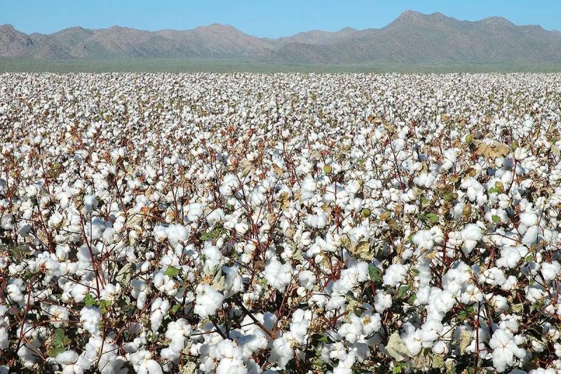 Farmers are disillusioned with cotton farming....Government's lifeline is also not working