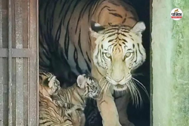 Tigress Rani