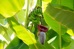 गुरुवार को करें ये खास उपाय, चमक सकता है भाग्य - image