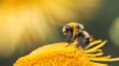 Chinese Scientists Develop Bee Spy Technology