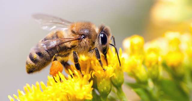 bee