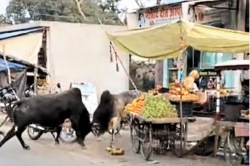 सांडों का आतंक: बाजार में भिड़ गए दो सांड, लड़ाई देख सहम उठे लोग - image