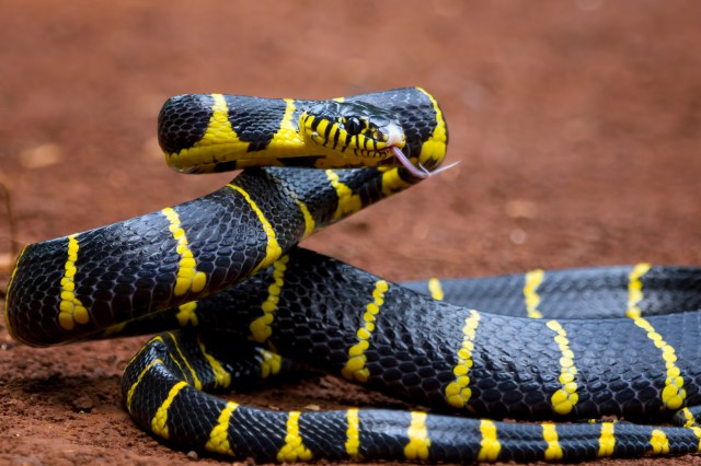 Snake Bite Death