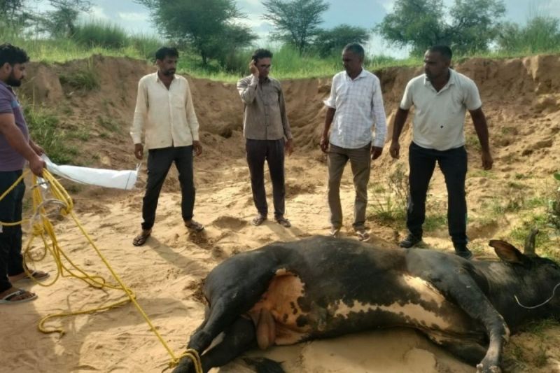 bull thrown into the river