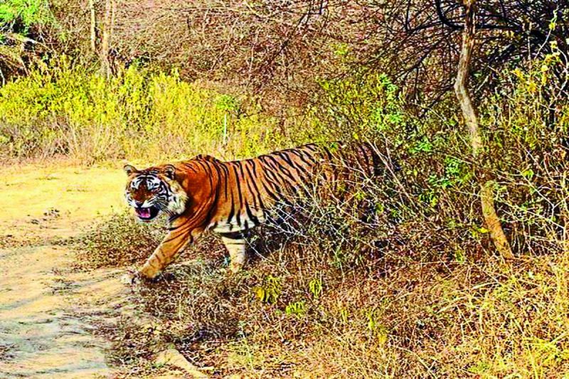 टाइगर रिजर्व के दलेलपुरा प्रवेश द्वार पर बाघ-बाघिन का डेरा, किया सावचेत