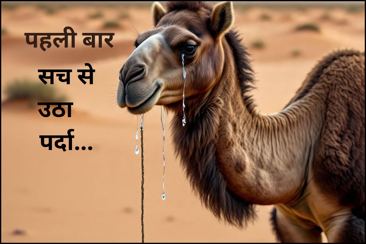 Viral Claim: ऊंट के आंसू निकालने के लिए उसे दिया जाता सांप का जहर, वह रोता और
आंसू से बनता एंटी वेनम इंजेक्शन ! जानिए सच्चाई