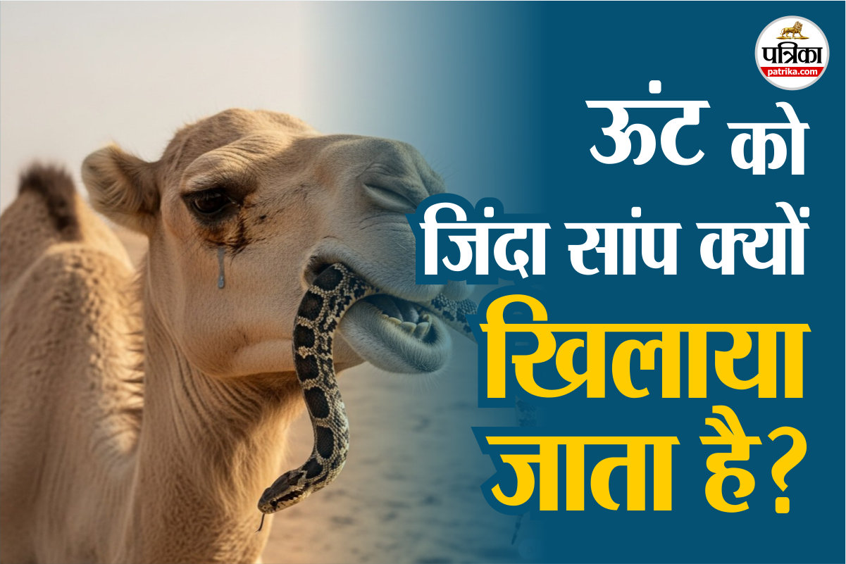 Snake feeding to camels फोटो सोर्स – Freepik