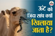 Snake feeding to camels फोटो सोर्स – Freepik