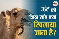 Ajab Gajab Fact: ऊंट को सांप क्यों खिलाते हैं, वजह जानकर दिमाग चकरा जाएगा - image