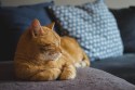 Chinese Man Offers Entire Estate for Post-Death Care of Beloved Cat