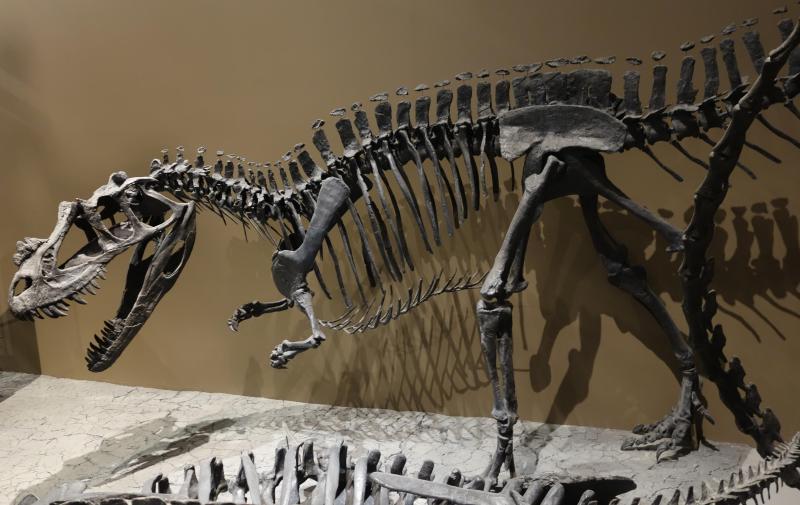Ceratosaurus fossil
