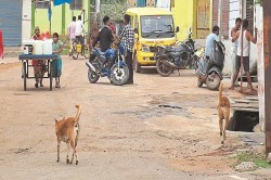 CG Dog Attack: 5 माह में 800 लोगों को कुत्तों ने काटा, 2400 से अधिक लोगों को लग
चूका इंजेक्शन - image