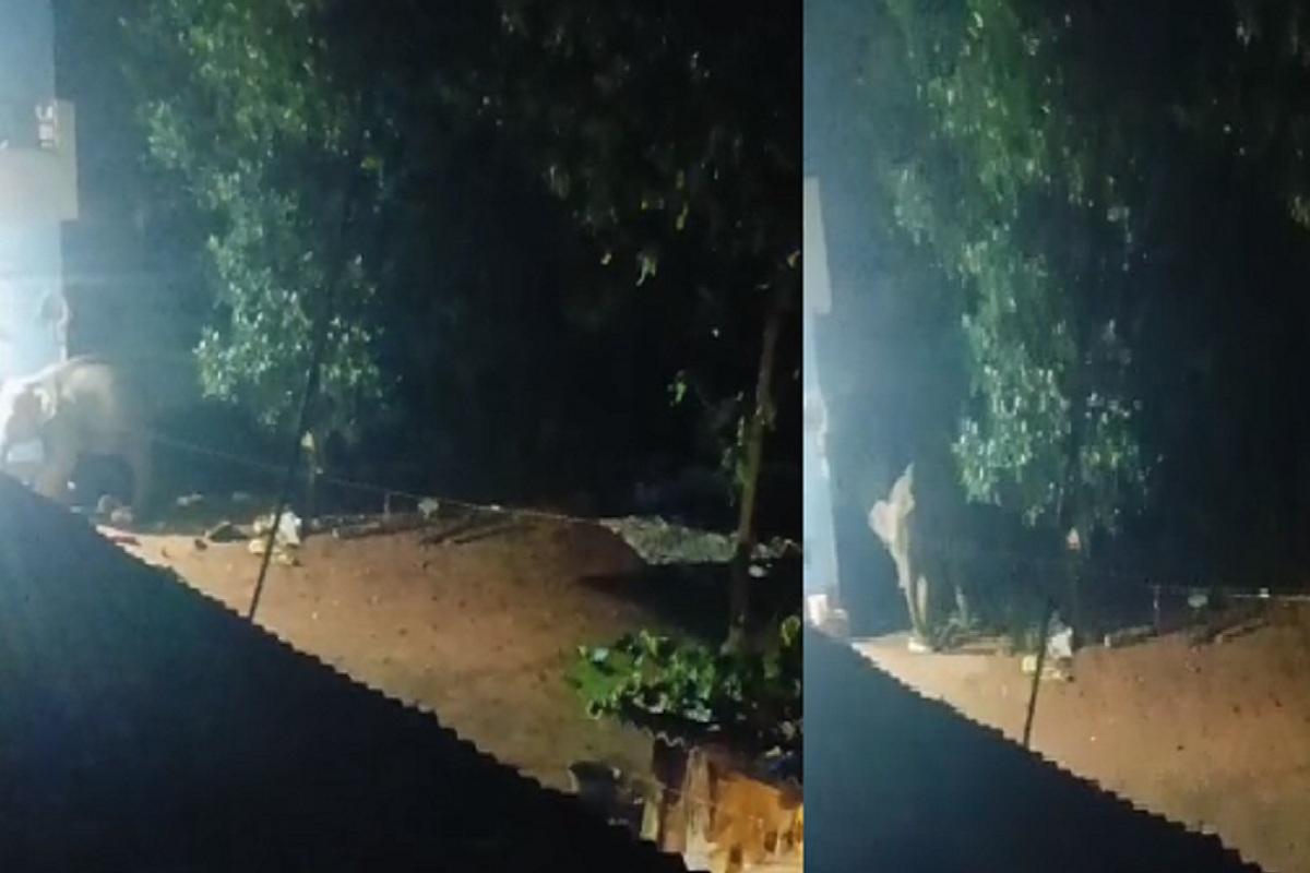 CG News: रायगढ़ में हाथियों का आतंक, सो रहे बुजुर्ग को कुचलकर मार डाला, देखें
वीडियो