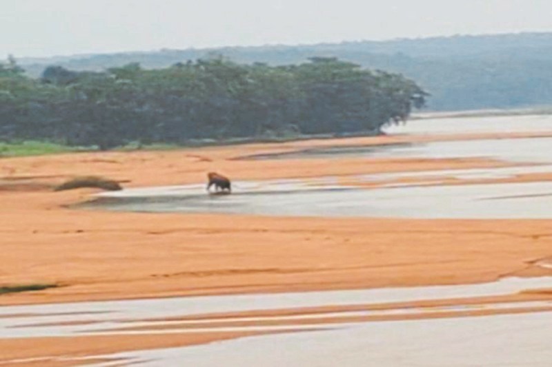 CG News: पैरी नदी पार करते हुए आया दंतैल, नेशनल हाईवे पर जाम. 15 गांवों में अलर्ट जारी