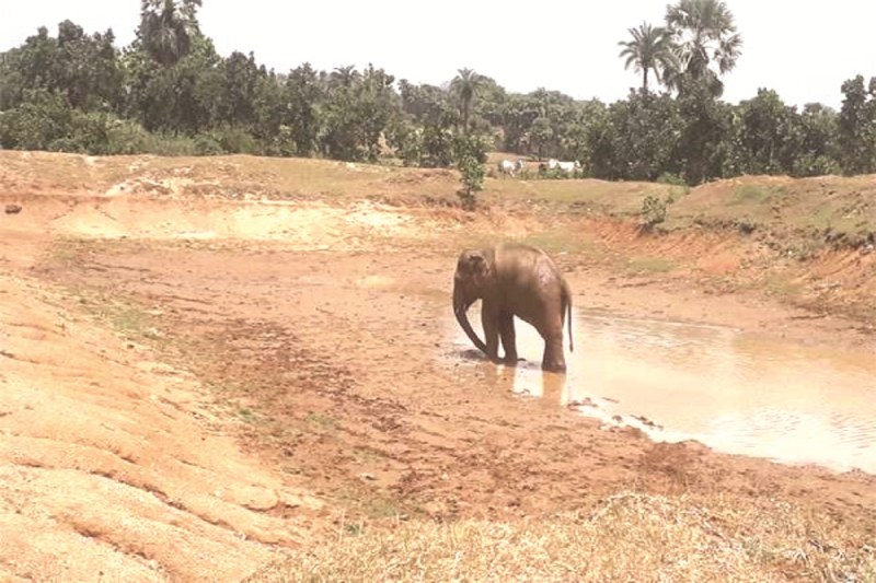 CG News: तेंदुए के बाद दो दंतैल हाथी की दस्तक, इलाके में दहशत का माहौल