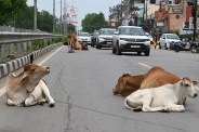 सड़क पर बैठे मवेशी (Photo Patika)