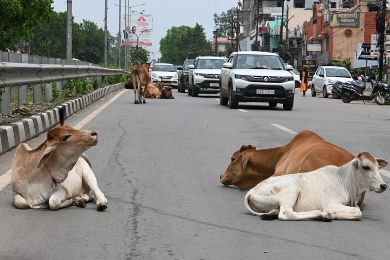 सड़क पर बैठे मवेशी (Photo Patika)