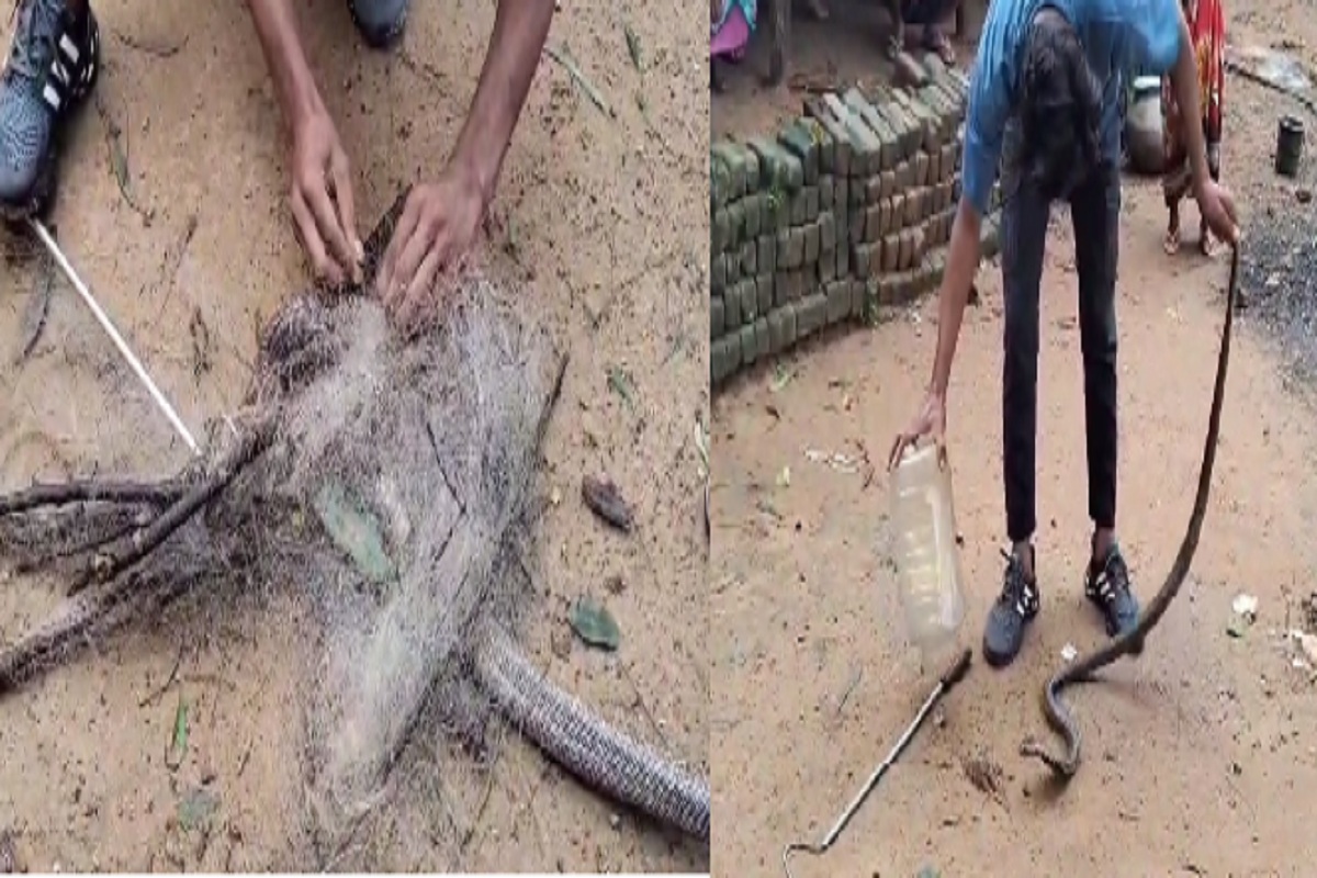 CG News: मछली जाल में फंसा कोबरा सांप, देखकर उड़े होश, देखें वीडियो