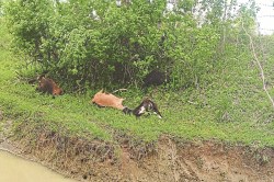 CG News: जंगल से लौट रहे 16 बकरा-बकरी की अचानक हो गई मौत, मचा हड़कंप - image