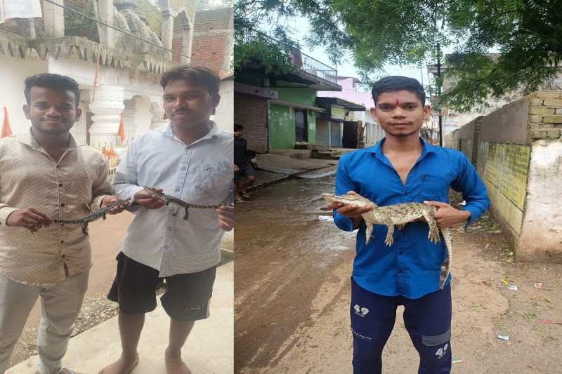 छिपकली की तरह निकल रहे मगरमच्छ (फोटो सोर्स - पत्रिका)