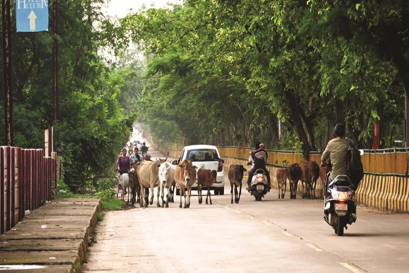 CG News:सीएम की बात तो मानोे! सड़कों पर मवेशीराज कायम, हर पल हादसे को न्योता
