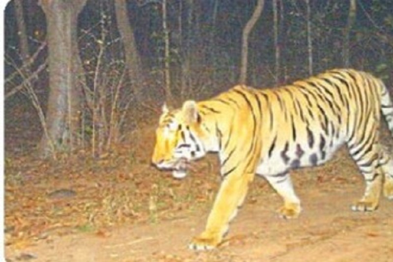 CG News: पर्यटकों के लिए 3 महीने तक बंद रहेगा जंगल, अफसर बता रहे वन्यप्राणियों की लोकेशन, ट्रैप कैमरे से निगरानी