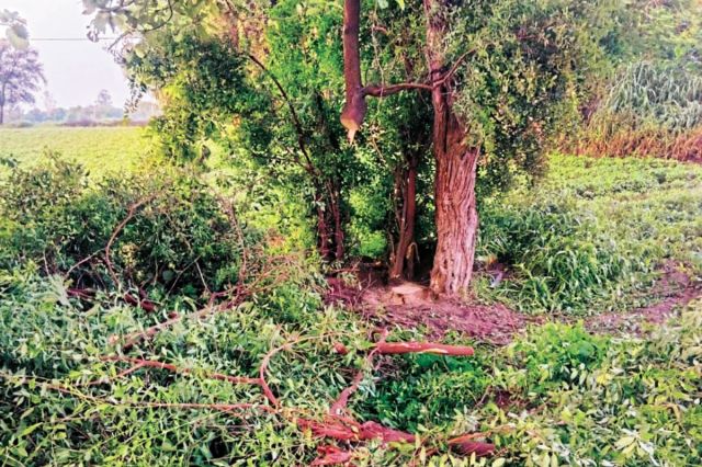 Sandalwood trees stolen