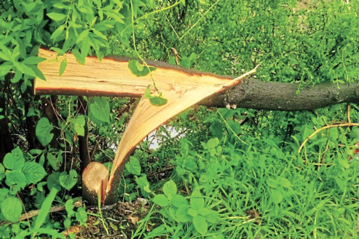 Rajasthan: रात के अंधेरे में लाखों कीमत के चंदन के पेड़ों पर चल रही कुल्हाड़ी,
यहां कटा पेड़ छोड़कर भागे चोर