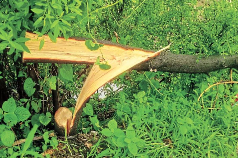 Sandalwood trees stolen