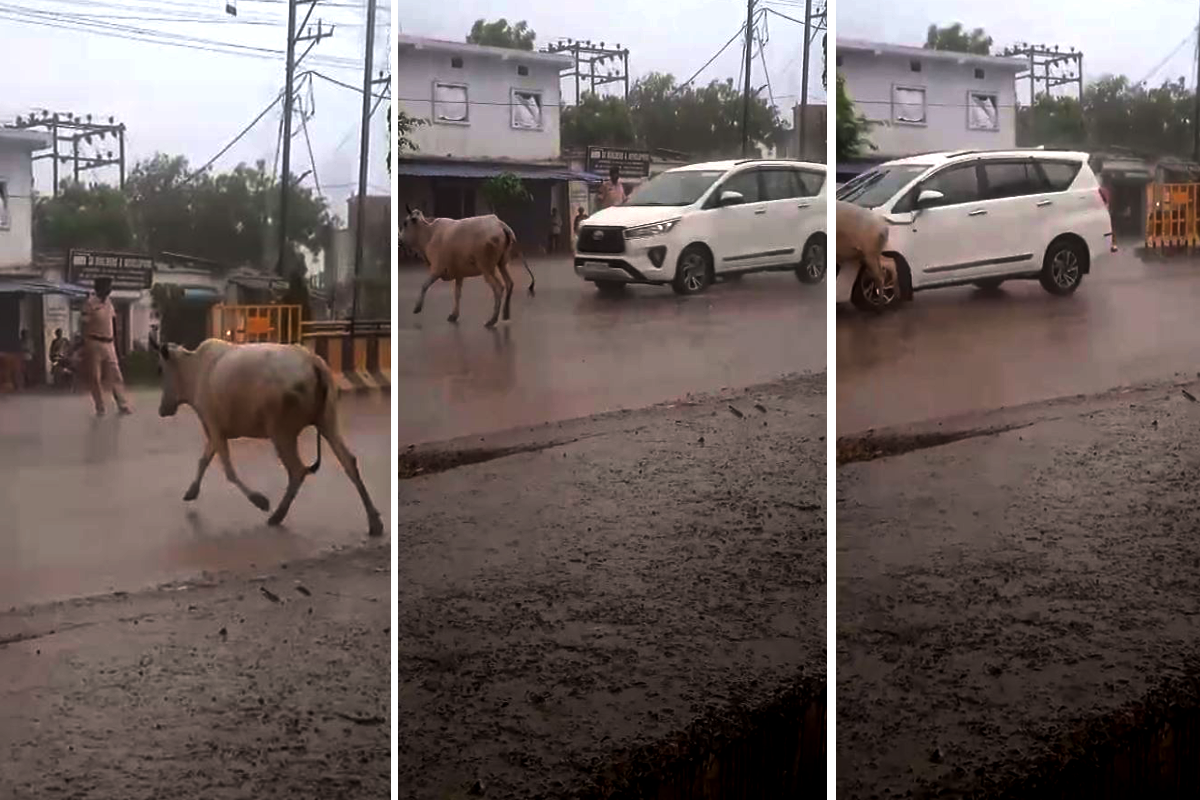 सीएम मोहन यादव के काफिले से टकराई गाय, बड़ा हादसा टला, वीडियो वायरल