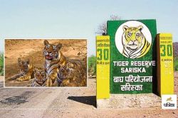 सरिस्का टाइगर रिजर्व की सीमा पुनर्निर्धारण पर उठा विवाद, वन्यजीव प्रेमियों और
सरकार में मतभेद - image