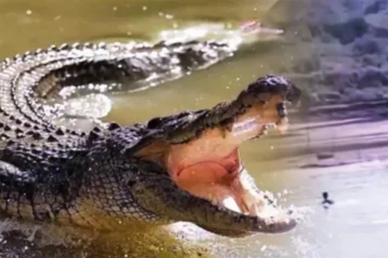 crocodile attacked