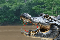 Crocodile video, damoh