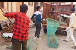 भीलवाड़ा में घर को ही बना लिया श्वानों का आशियाना, 95 श्वान कराए मुक्त - image