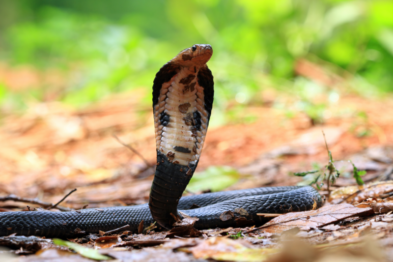 monsoon snake appears in house bhopal nagar nigam call centre mp news